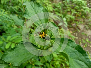 Node weed also known Synedrella nodiflora, synderella weed with a natural background. photo