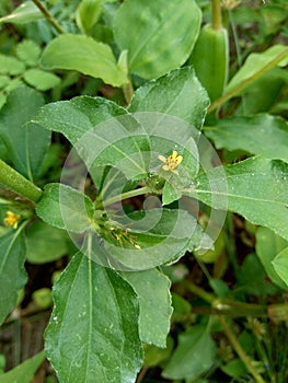 Node weed also known Synedrella nodiflora, synderella weed with a natural background. photo