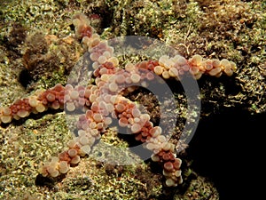 Nodular Sea Star Echinaster callosus