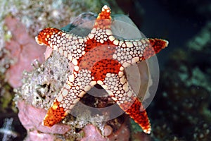 Noduled Sea Star, Mabul Island, Sabah