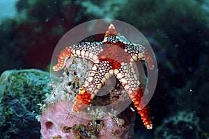 Noduled Sea Star, Mabul Island, Sabah