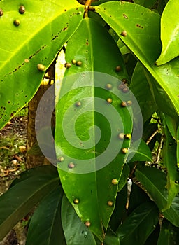 Nodules on leaves or leaf galls