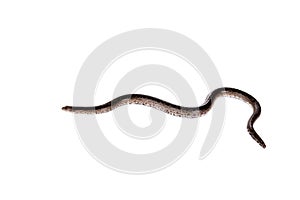 The nogai dwarf sand boa on white