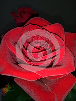 Red rose