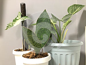Noise and grain of grow green houseplants in minimal pot for home decoration