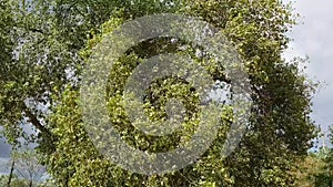 The noise and rustle of foliage on a tall aspen tree