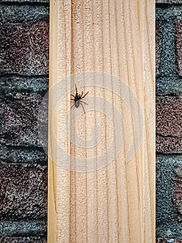 A Noiseless Spider photo