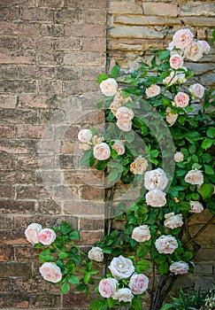 Noisette rose bush near an ancient wall photo