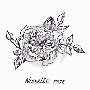 Noisette rose, flower, leaves and buds, doodle ink drawing with inscription, vintage style photo