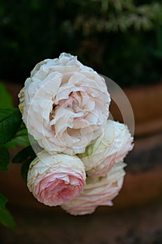 Noisette white and pink roses photo