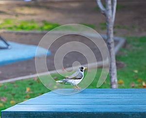 Noisey Miner Bird in a suburban Sydney Park NSW Australia