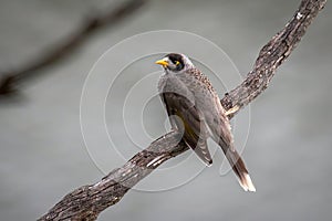 Noisey Miner perched on a dead branch