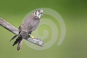 Noisy Falcon