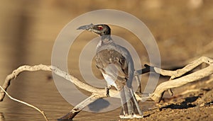 Noisy Friarbird