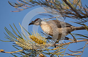 Noisy Friarbird feeding on banksia flowers