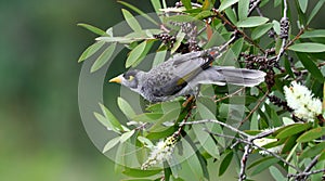 Noisy miner