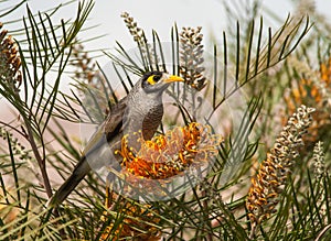 Noisy Miner