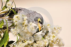 Noisy Miner bird