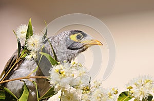 Noisy Miner bird