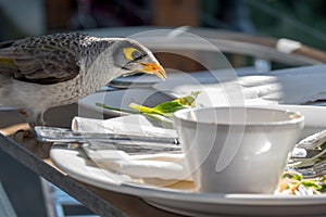 Noisy miner bird scavenging restaurant table after guest leave