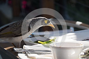 Noisy miner bird scavenging restaurant table after guest leave