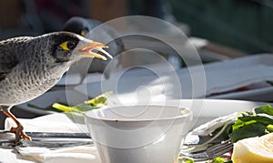 Noisy miner bird scavenging restaurant table after guest leave