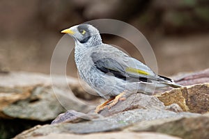 Noisy Miner - Manorina melanocephala - bird in the honeyeater family, Meliphagidae, and is endemic to eastern and south-eastern A