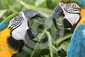 Noisy neighbor. Domestic squabble of two Blue-and-gold macaw neighbours.