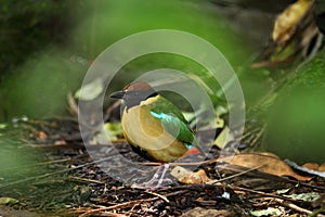 Noisy Pitta exotic bird on forest floor