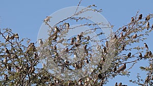 Noisy red-headed finches