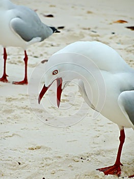 Noisy Seagull photo