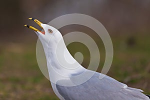 Noisy Seagull