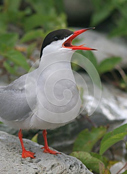 Noisy Tern