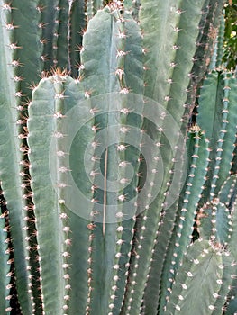 Noke type plant not leef.