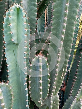 Noke type plant not leef beautiful views.