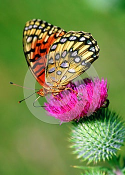 Female Nokomis Fritillary (Speyeria nokomis) butterfly
