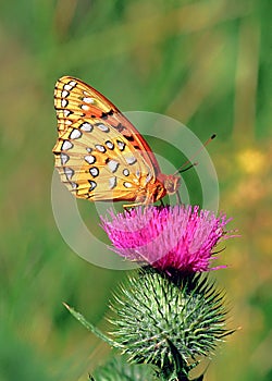 Nokomis Fritillary (Speyeria nokomis) butterfly, male