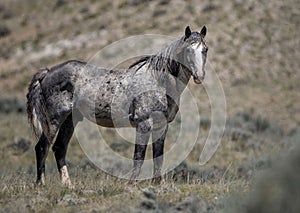 Nokota horse standing on grass farm in McCullough Peaks Area in Cody, Wyoming