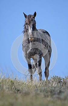 Nokota horse standing on grass farm under blue sky in McCullough Peaks Area in Cody, vertical shot