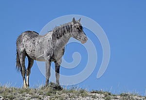 Nokota horse standing on grass farm under blue sky in McCullough Peaks Area in Cody, Wyoming