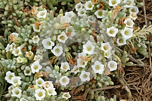 Nolana Crassulifolia