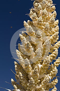 NOLINA PARRYI BLOOM - PIONEERTOWN MP - 050120 D