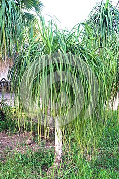 Nolina recurvata Hemsl in home garden