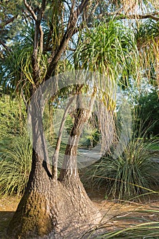 Nolina Recurvata Native From Mexico