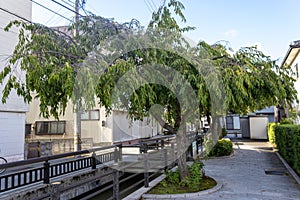 The Nomachi residential disctrict of Kanazawa, Japan photo