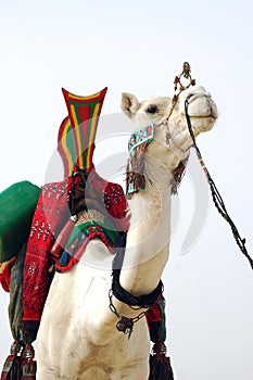 Nomad camel with saddle facing forward