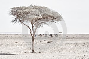 Nomad with camels dromedary. Barren, arid, stone desert with Acacia trees