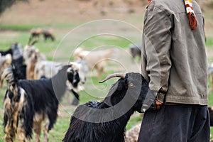 Nomad with a goat in Zagros mountains