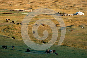 The nomad house in Mongolia and livestock photo