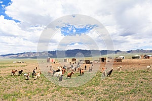 Nomad life of Mongolian on savanna